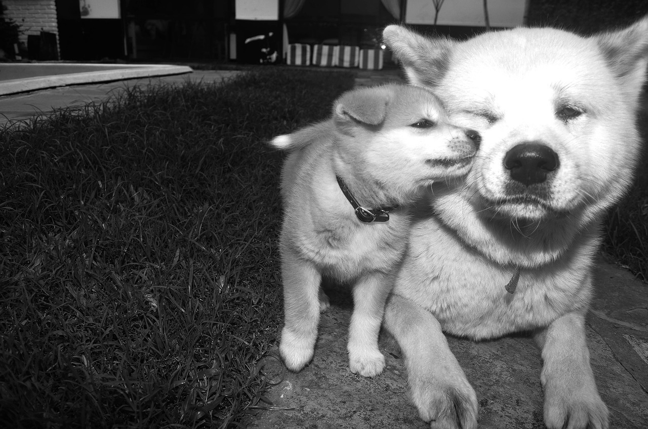 Akita Inu miluji.